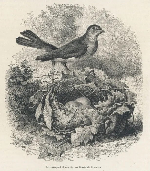Framed Print : Print of a Nightingale on its nest Framed Print : Print of a Nightingale on its nest