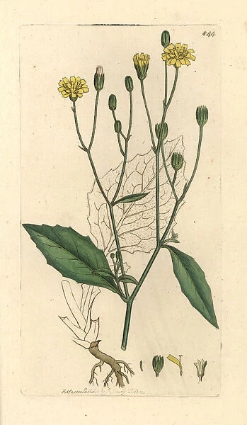 Nipplewort, Lapsana communis