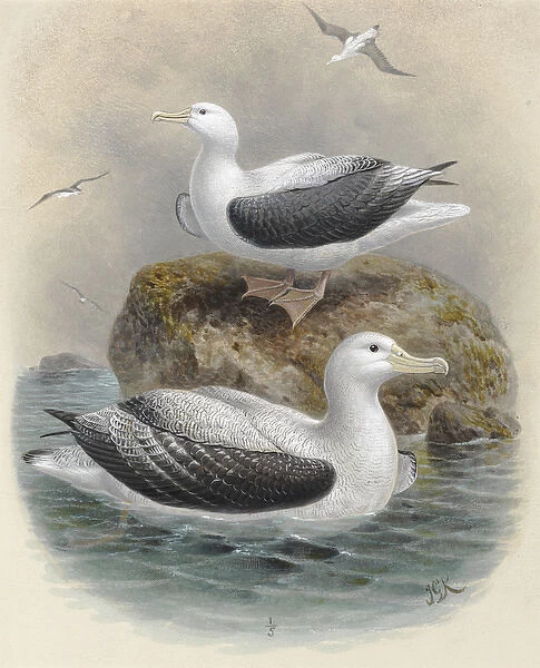 Northern Royal Albatros, Antipodean Albatros