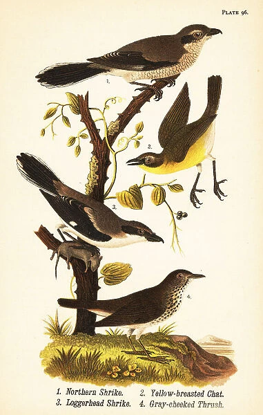 Northern shrike, yellow-breasted chat, loggerhead