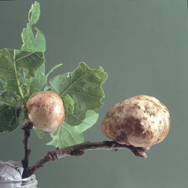 Oak apple galls