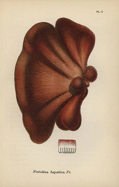 Oak tongue, Fistulina hepatica