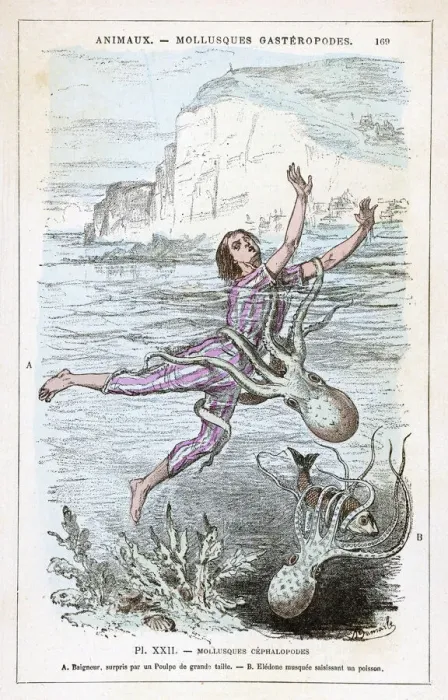 Framed Print : Octopus Attacks Bather Print Framed Print : Octopus Attacks Bather Print