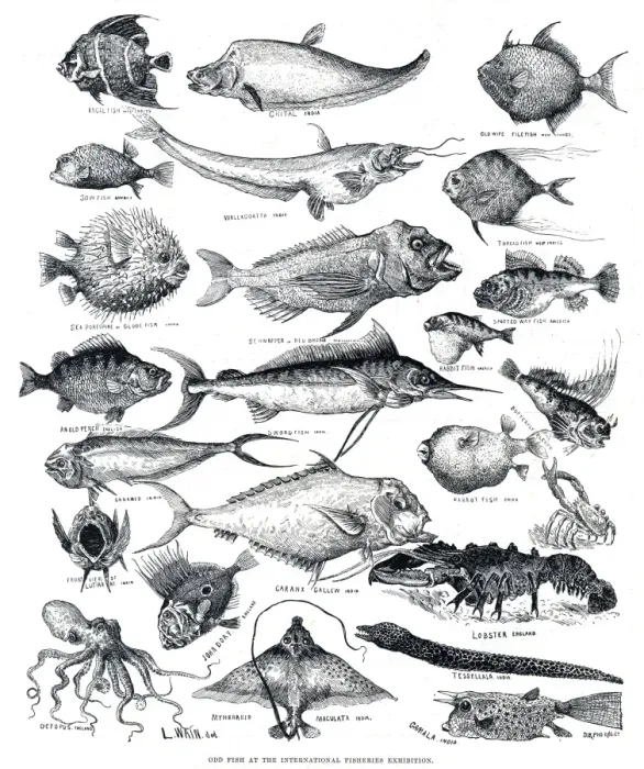 Framed Print : Odd Fish Print, 1883 Framed Print : Odd Fish Print, 1883