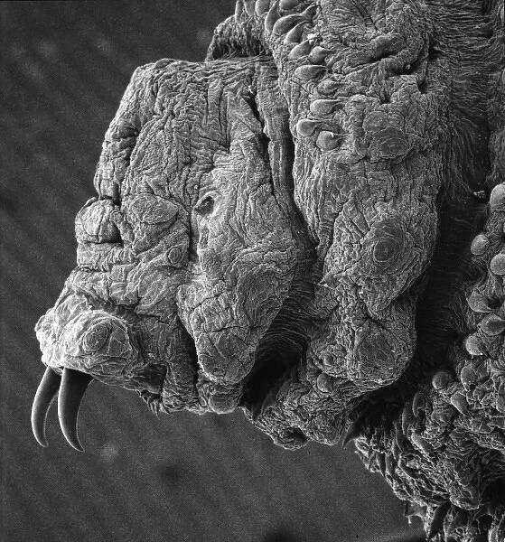 Oestridae, botfly larva