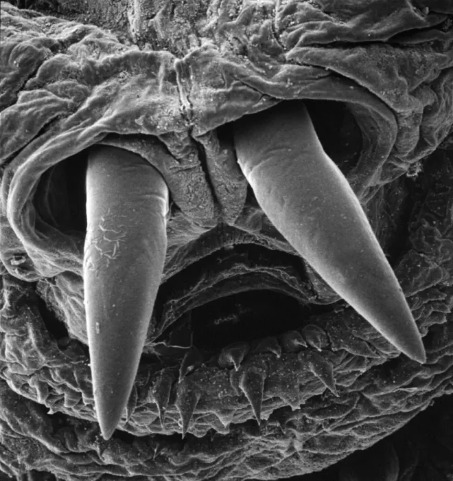 Framed Print : Scanning Electron Microscope Print of Oestridae Botfly Larva Framed Print : Scanning Electron Microscope Print of Oestridae Botfly Larva