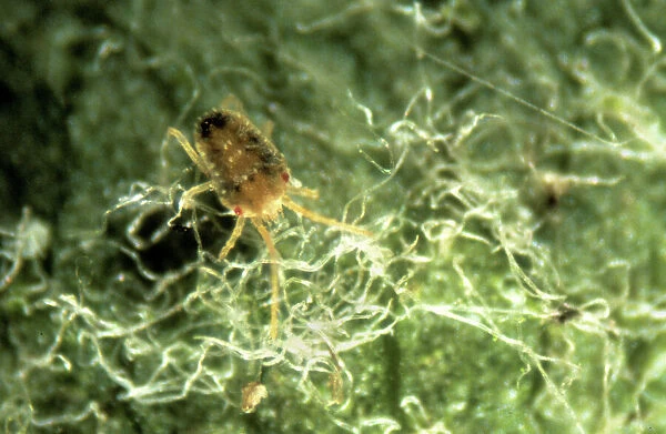 Oligonychus ununguis, red spider mite
