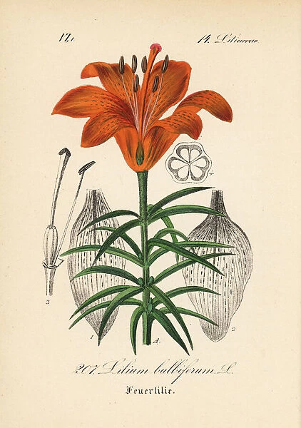 Orange lily or fire lily, Lilium bulbiferum