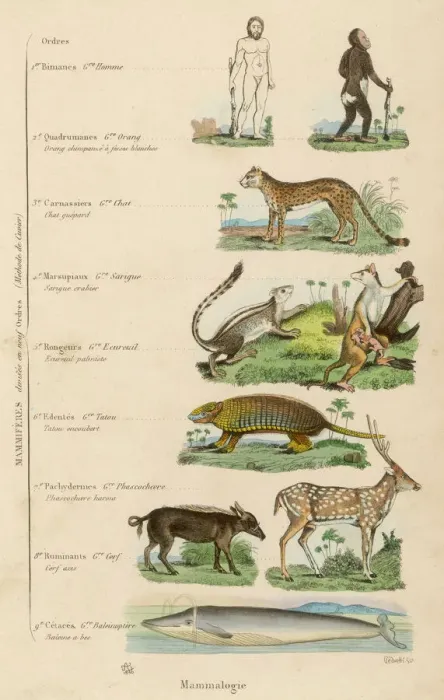 Framed Print : Print of Mammal Taxonomy Classification Framed Print : Print of Mammal Taxonomy Classification