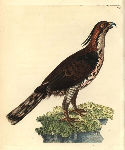 Ornate hawk-eagle from Shaw and Nodders -Naturalist s