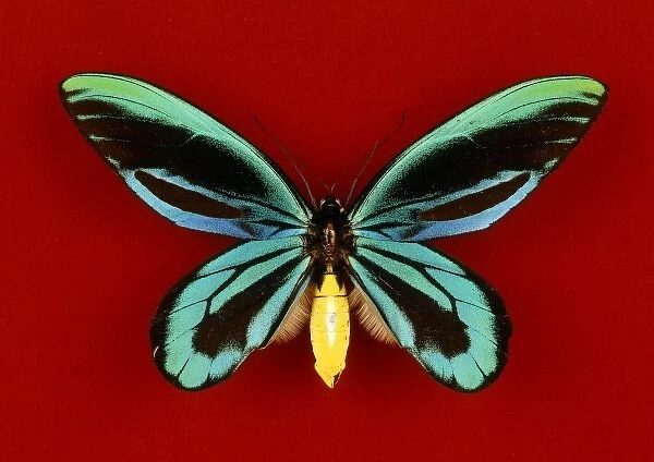 Ornithoptera alexandrae, Queen Alexandras birdwing butterfl