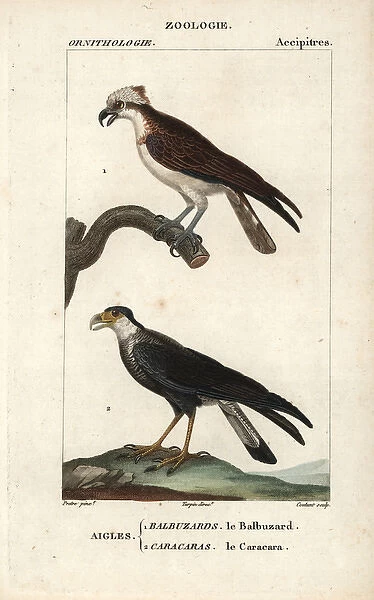 Osprey, Pandion haliaetus, and southern crested