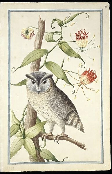 Otus bakkamoena, collared scops owl