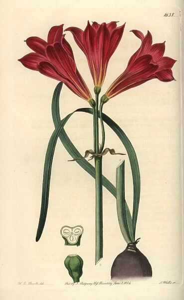 Oxblood lily, Rhodophiala bifida