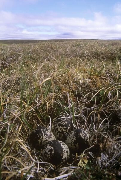 Pacific Golden PLOVER - nest with eggs