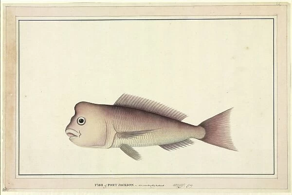 Pagrus auratus, red snapper
