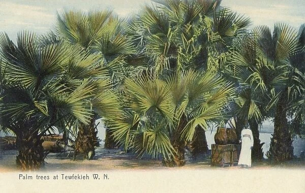 Palm Trees and the White Nile at Tewfekieh, Sudan
