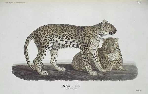 Panthera pardus nimr, Arabian leopard