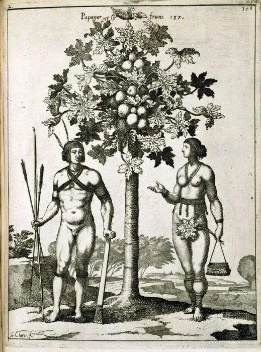 Framed Print : Papaya Tree Etching Print Framed Print : Papaya Tree Etching Print