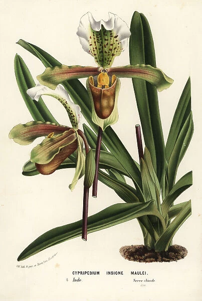 Paphiopedilum insigne orchid