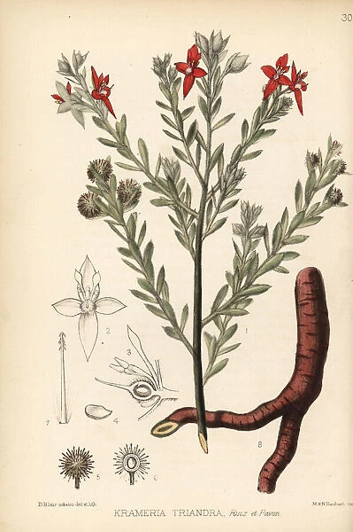 Para rhatany and Peruvian rhatany, Krameria lappacea
