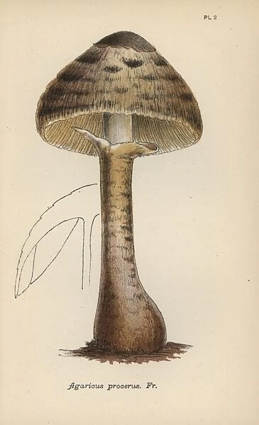 Parasol mushroom, Agaricus procerus