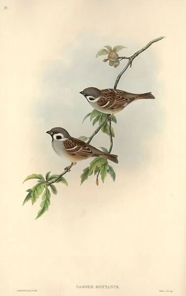 Passer montanus, Eurasian tree sparrow