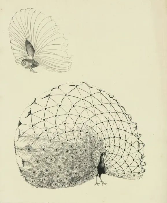 Framed Print : Print of a Peacock's Spread Feathers Framed Print : Print of a Peacock's Spread Feathers