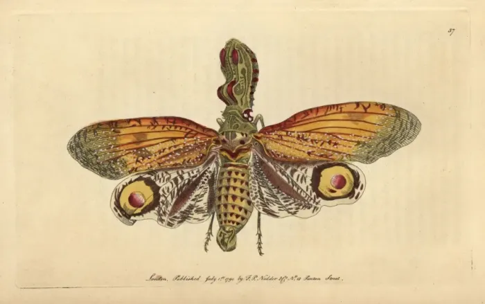 Framed Print : Peanut-headed Lanternfly Print, Fulgora laternaria, 1800 Framed Print : Peanut-headed Lanternfly Print, Fulgora laternaria, 1800