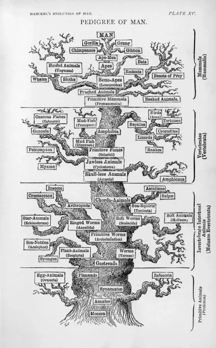 Framed Print : The Pedigree of Man Print