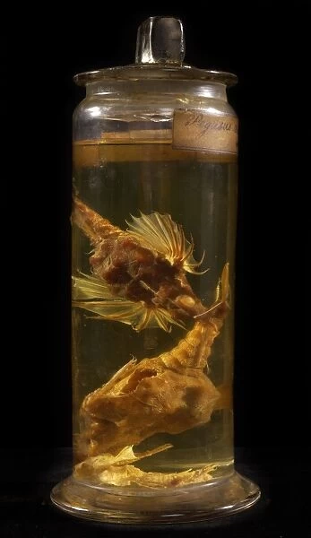 Pegasus draconis, sea moth