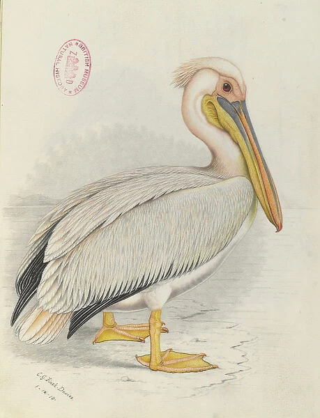 Pelecanus onocrotalus, Great white pelican