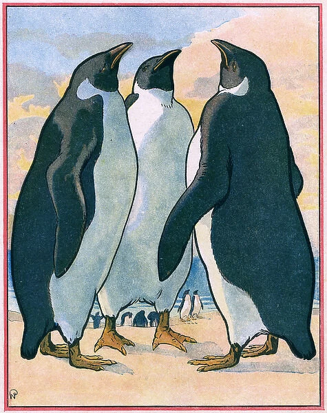 Penguins  /  Neziere