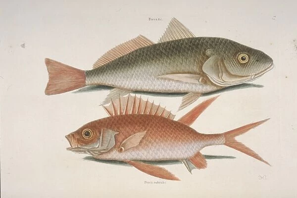 Perca sp. croker & Holocentrus sp. squirrelfish