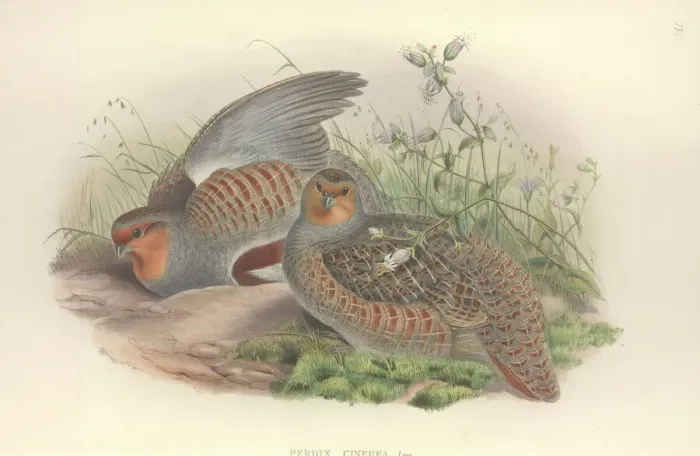 Framed Print : Grey Partridge Print, Hand Coloured Lithograph (1873) Framed Print : Grey Partridge Print, Hand Coloured Lithograph (1873)