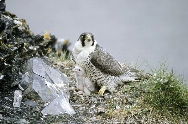 Peregrine Falcon - adult warms a chick after feeding