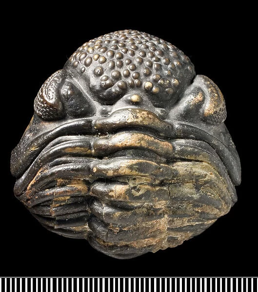 Phacops, a fossil trilobite