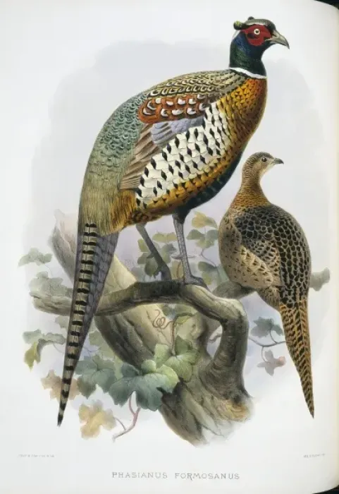 Framed Print : Print of a Formosan pheasant Framed Print : Print of a Formosan pheasant