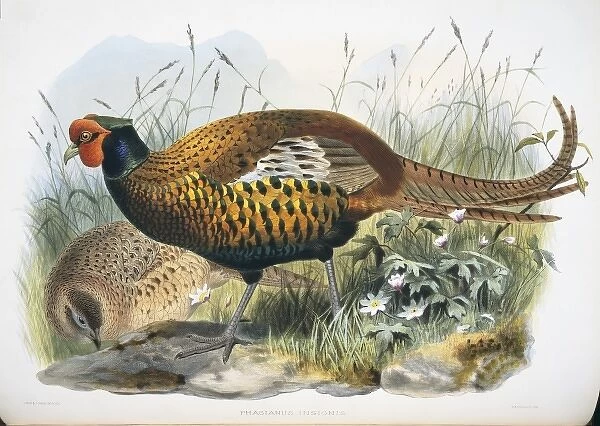Phasianus colchicus sahwii, common (Yarkand) pheasant