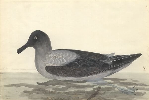 Phoebetria palpebrata, light-mantled albatross