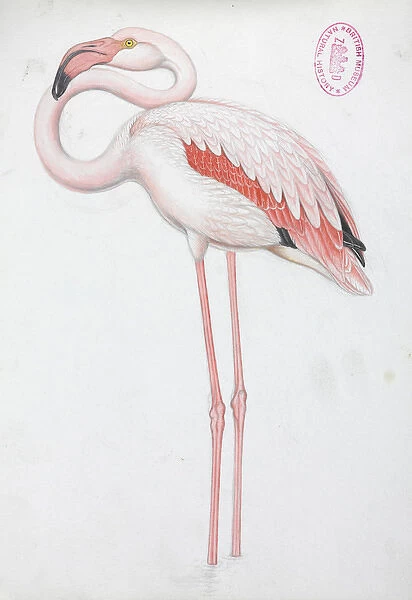 Phoenicopterus roseus, Greater Flamingo