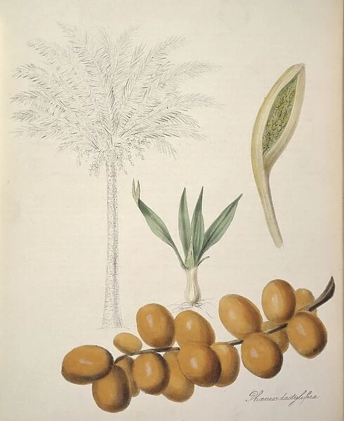 Phoenix dactylifera, palm date