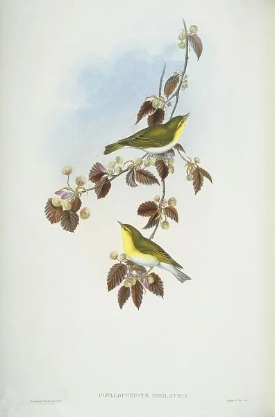 Phylloscopus sibilatrix, wood warbler