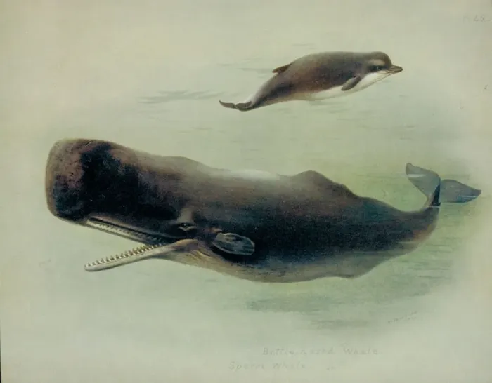 Framed Print : Sperm Whale and Northern Bottlenose Whale Print, 1920-21 Framed Print : Sperm Whale and Northern Bottlenose Whale Print, 1920-21