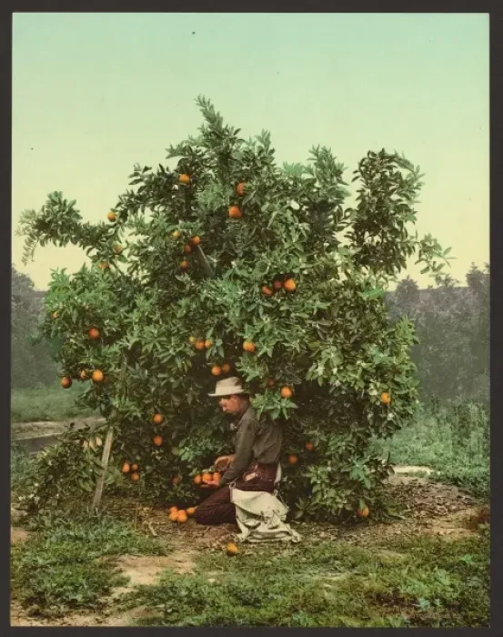 Framed Print : Print of a Woman Picking Oranges, c1902