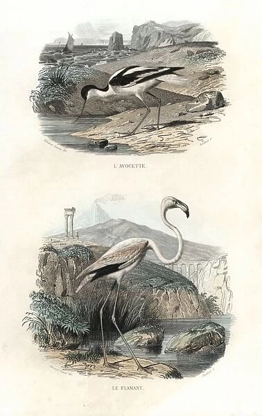 Pied avocet and greater flamingo