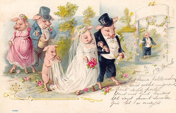 Pig wedding on a French postcard