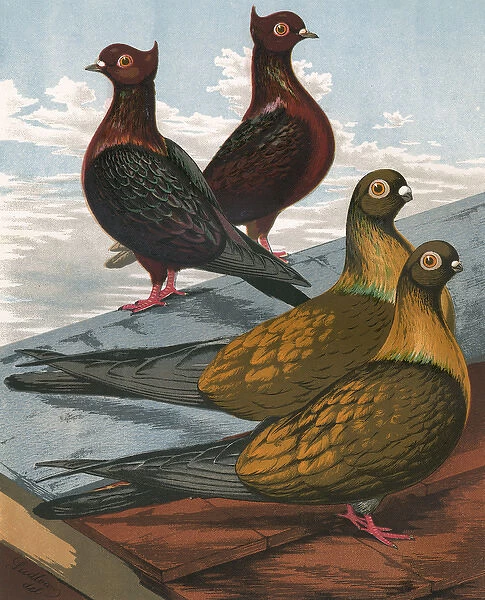 Pigeons - Archangels and Swifts, Fancy Breeds