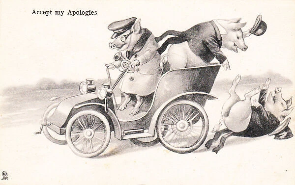 Pigs in a car on a postcard
