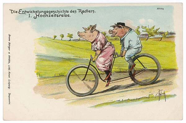 Pigs on Honeymoon